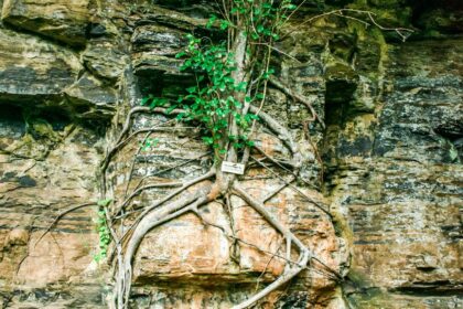 Art of Resilience
