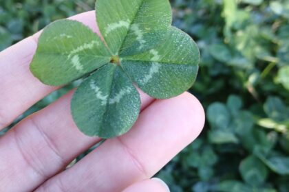 four leaf clover